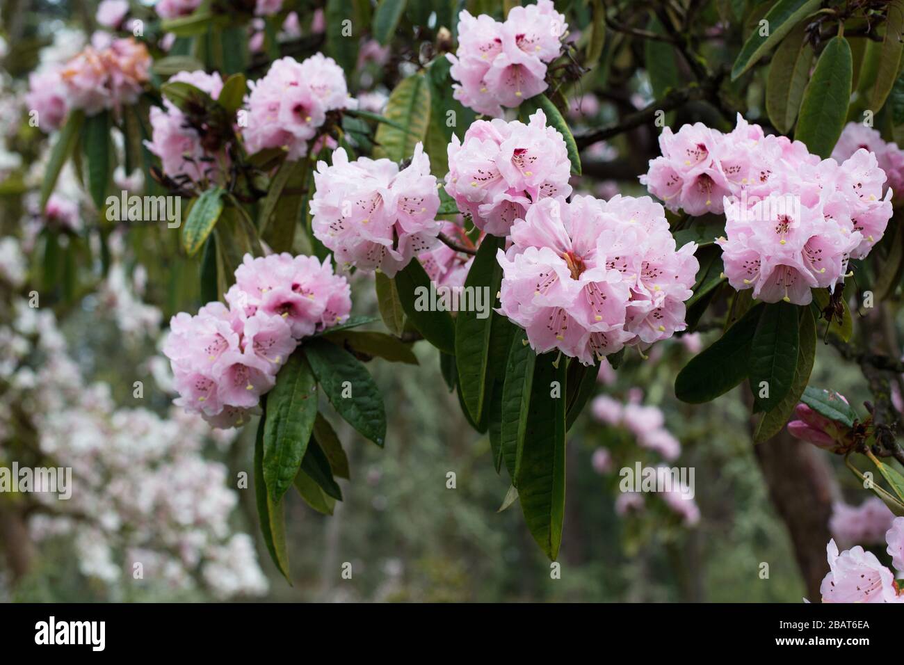 Rhododendron arboreum var. roseum. Stock Photo