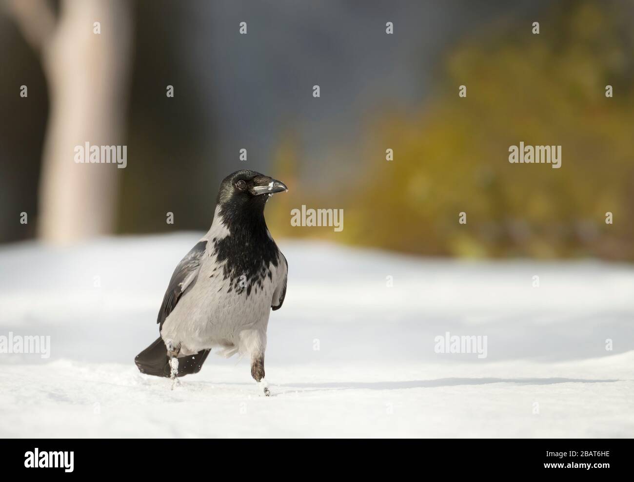 Close up of a hooded crow (Corvus cornix) in snow, Norway. Stock Photo
