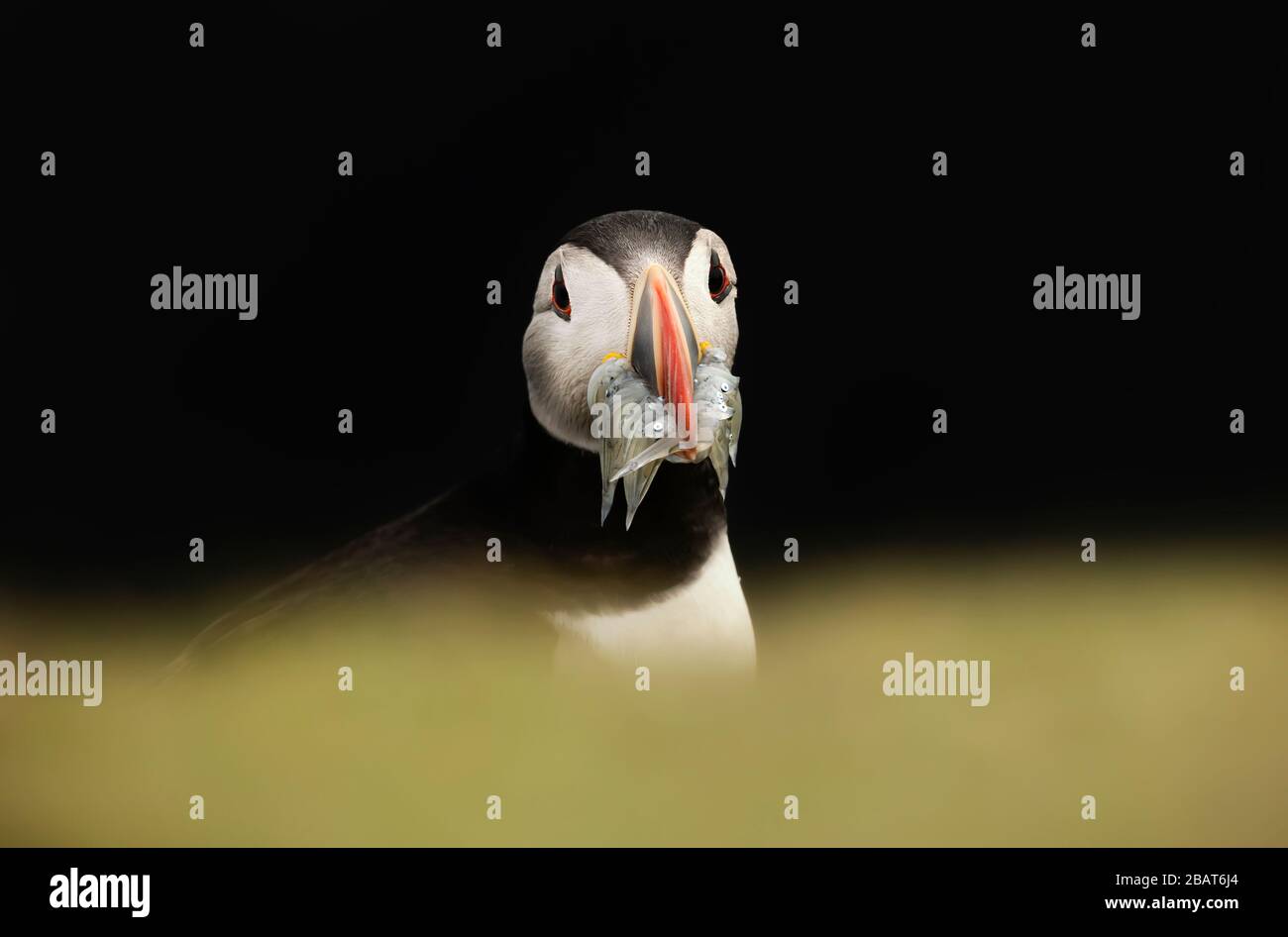 Close up of Atlantic puffin with the beak full of sand eels against black background, Scotland, UK. Stock Photo