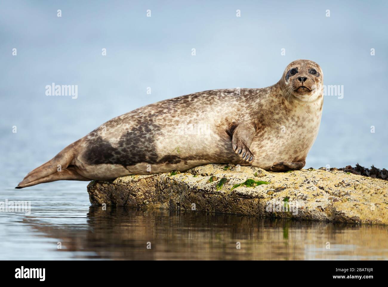 Close up of Common Seal (Phoca vitulina) lying on a rock in Lerwick harbor, Scotland, UK. Stock Photo