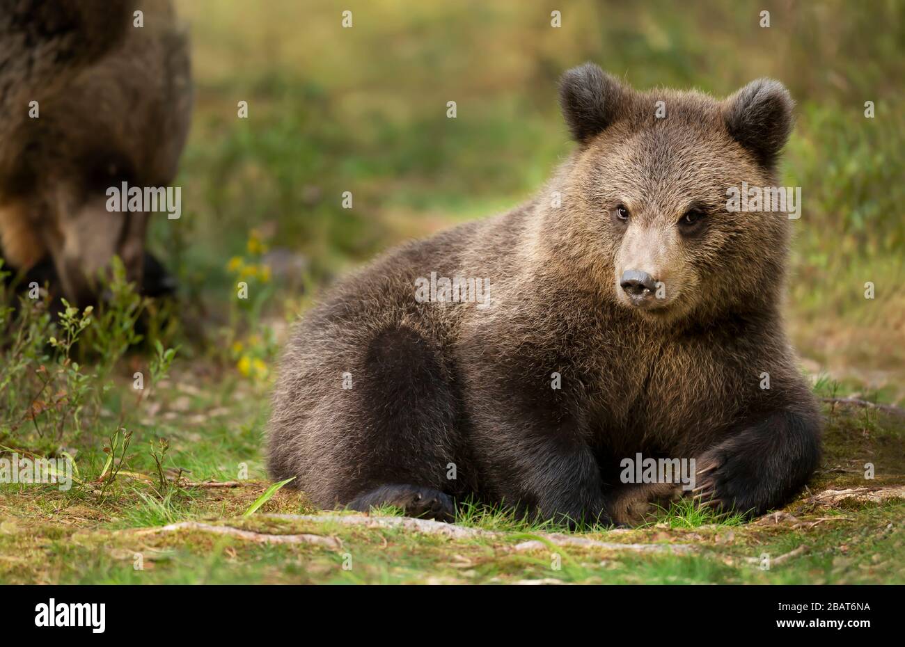 Close up of Eurasian brown bear (Ursus arctos arctos) cub lying in ...