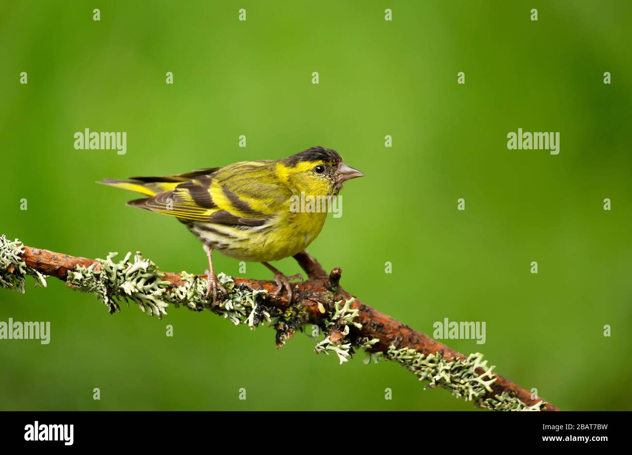 Close up of Eurasian Siskin (Spinus spinus) perched on a tree branch against green background, Finland. Stock Photo