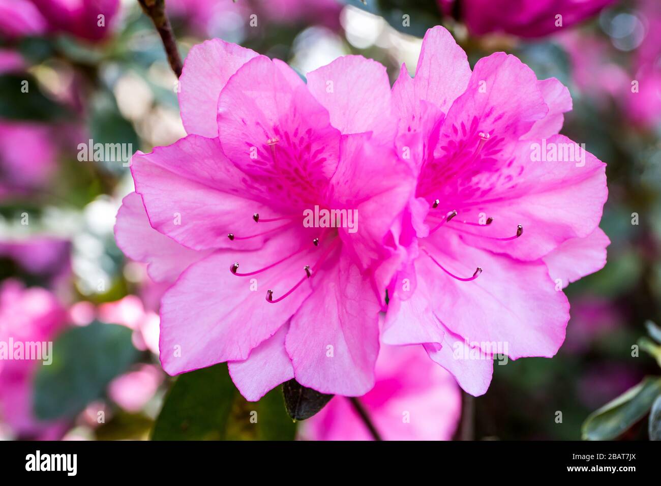 Closeup of pink azalea flowers in shade. Stock Photo