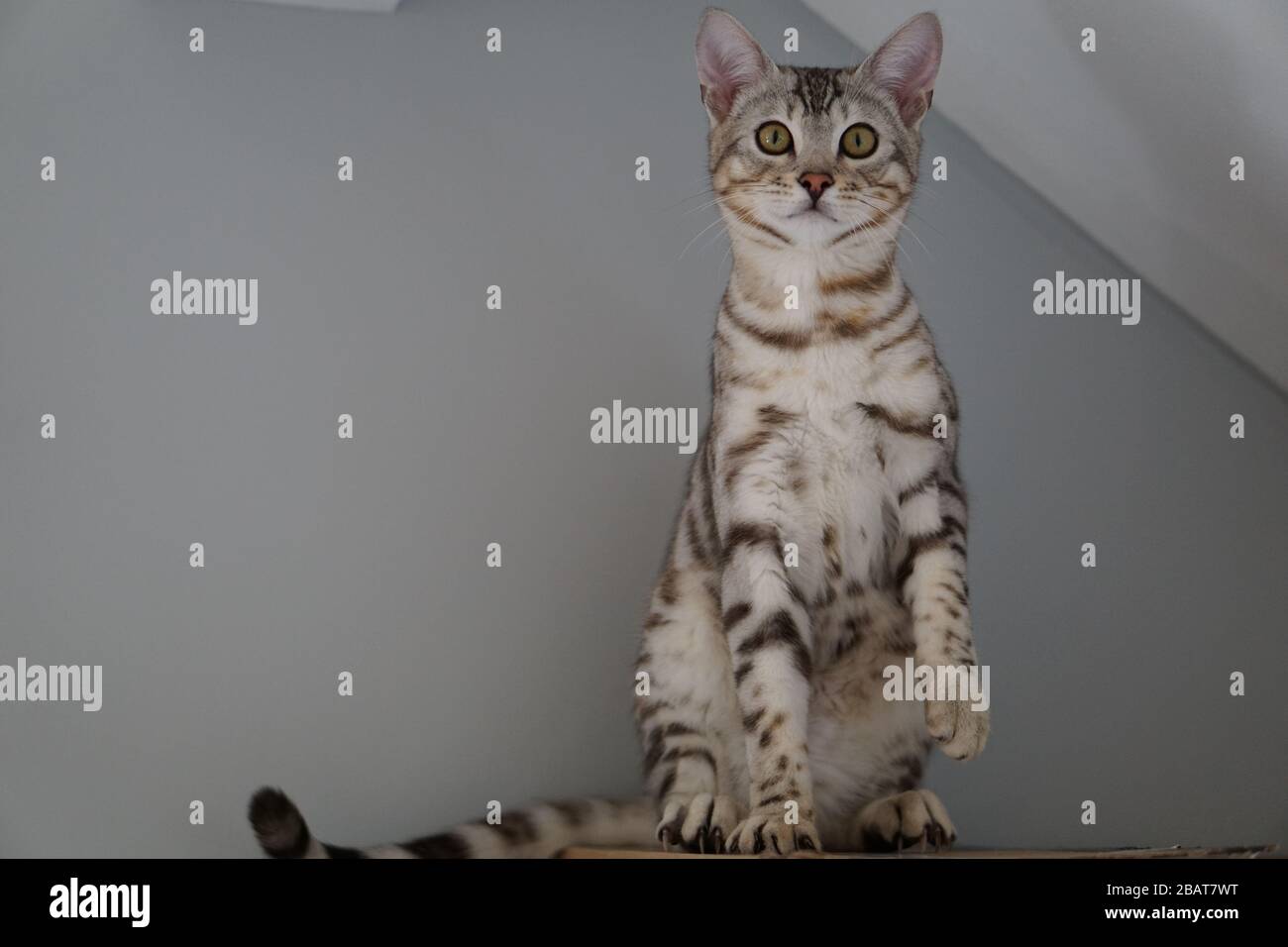 Silver Pedigree Bengal Stock Photo