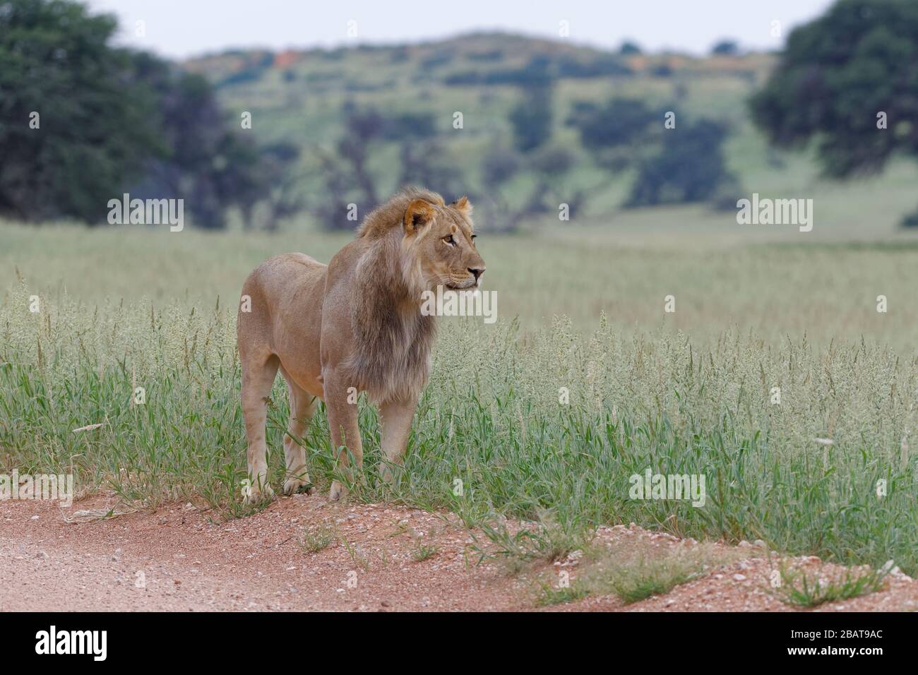 Black mane african lion standing hi-res stock photography and images ...