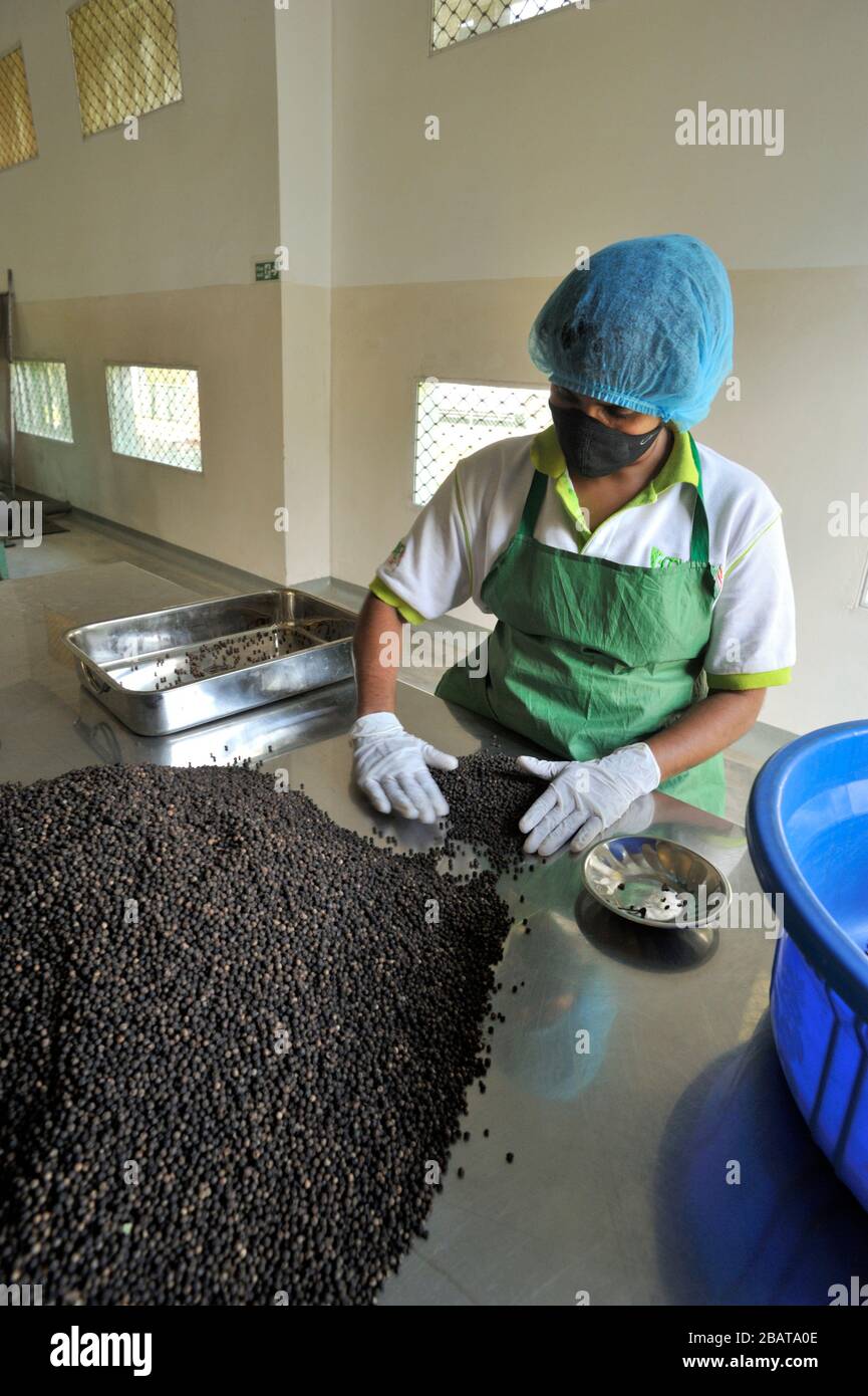 Black Pepper Production High Resolution Stock Photography and Images ...