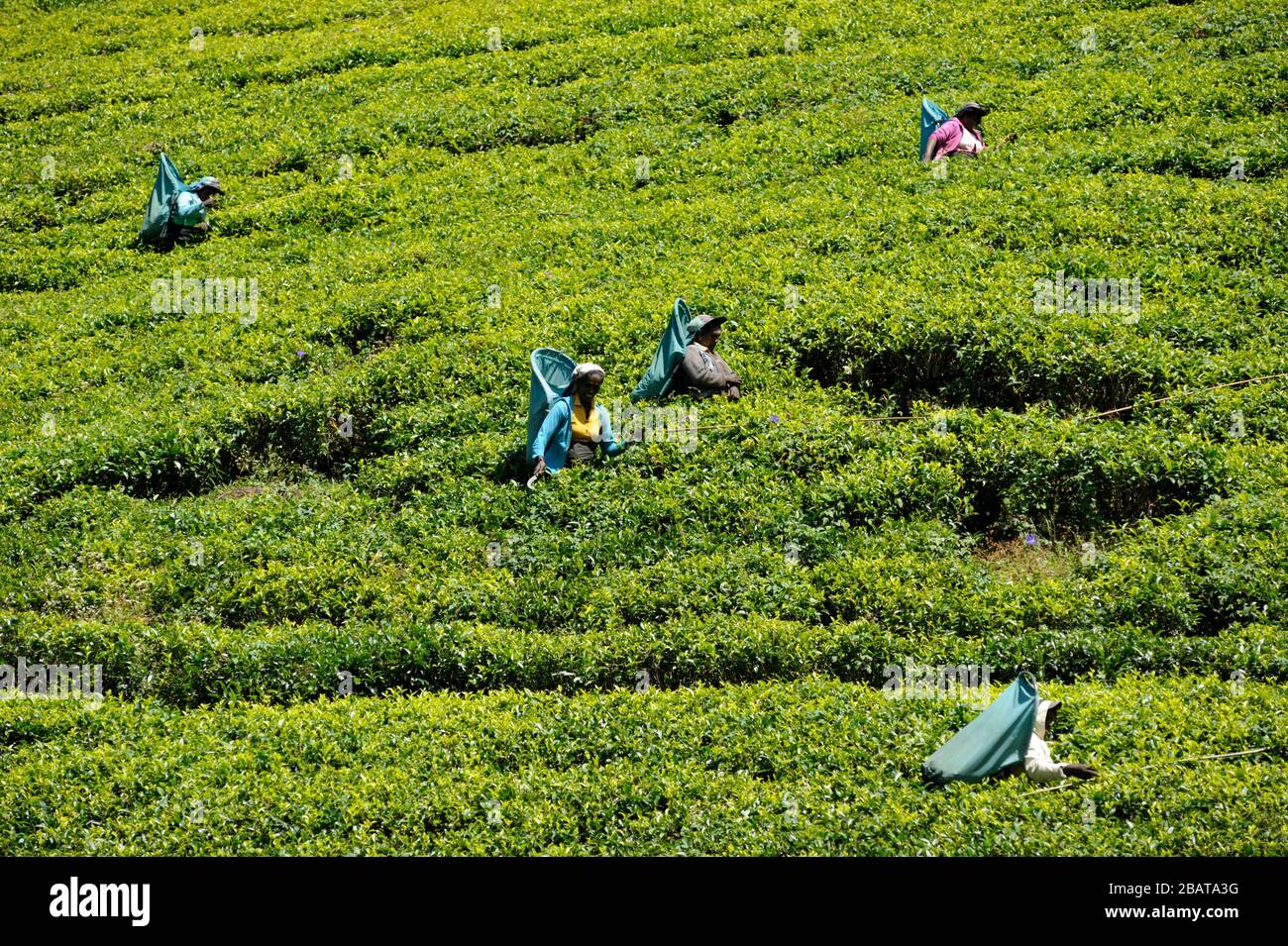 Sri Lanka, Nuwara Eliya, tea plantation, tamil women plucking tea leaves Stock Photo