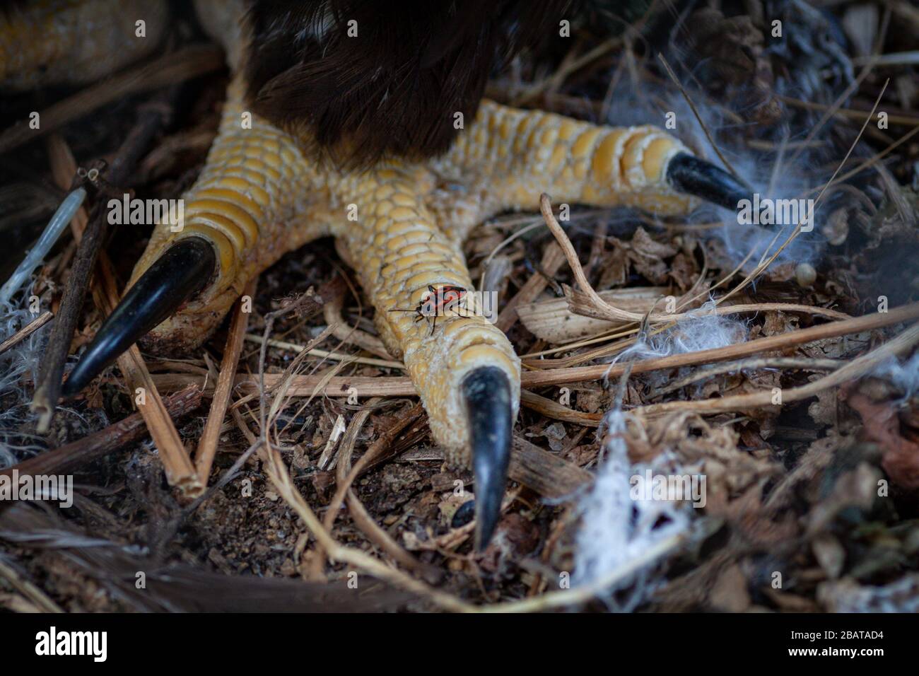 Bald Eagle Talons Close Up High Resolution Stock Photography and Images ...