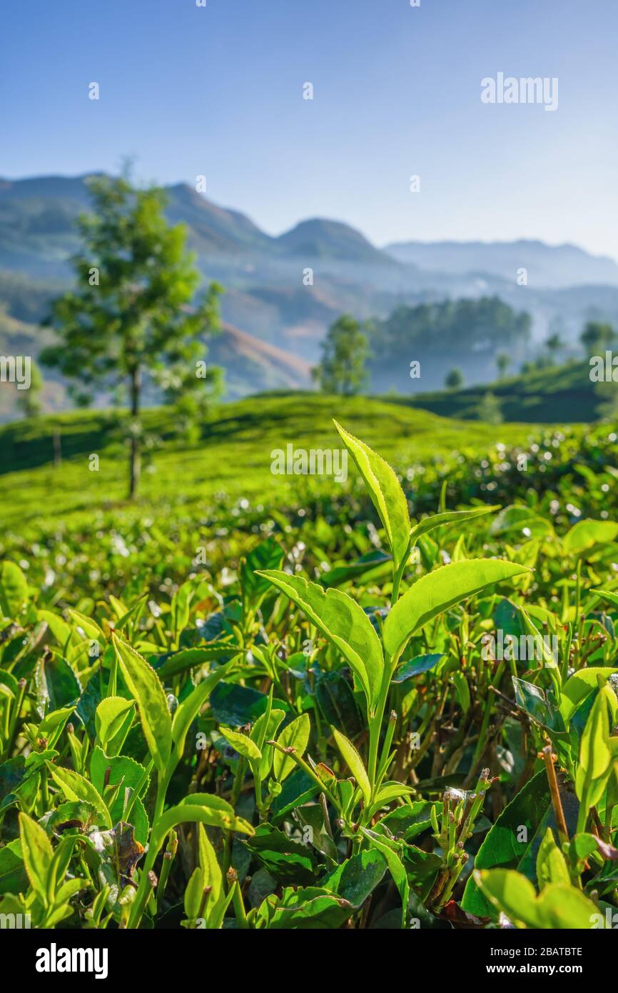 Fresh green tea leaves close up on tea plantations in Munnar, Kerala, India. Stock Photo