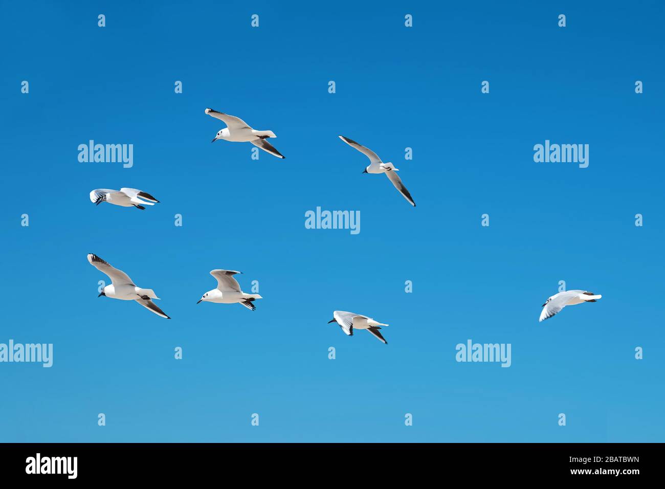 Seagulls flying in the blue sky. Stock Photo
