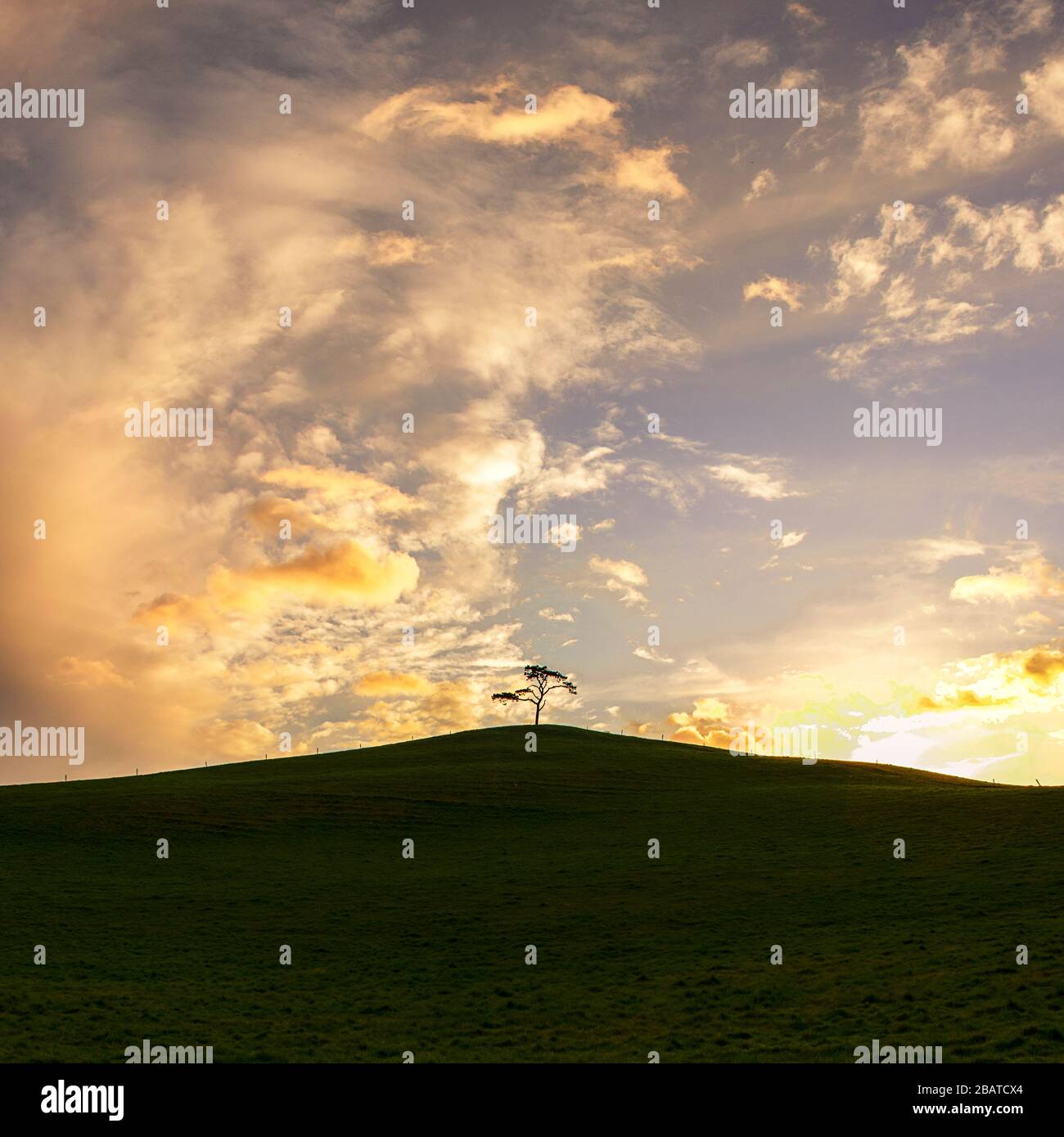 Irish landscape. Ireland. The lonely tree. Isolated tree on the top of a field. Quiet and peaceful scenery. Isolation time. Stock Photo