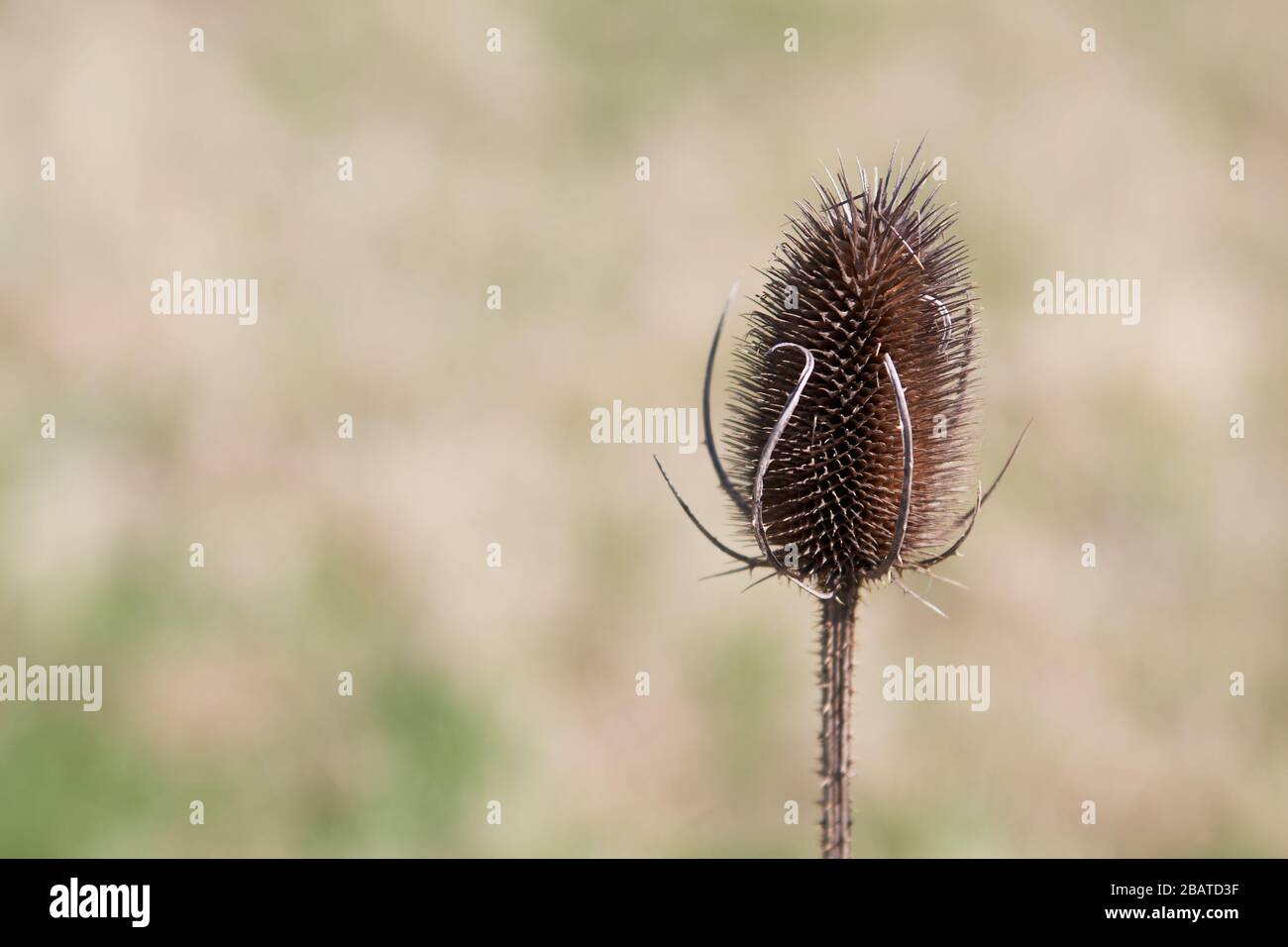 A dry Fuller's teasel (Dipsacus sativus fullonum) flower by a sunny winter afternoon Stock Photo