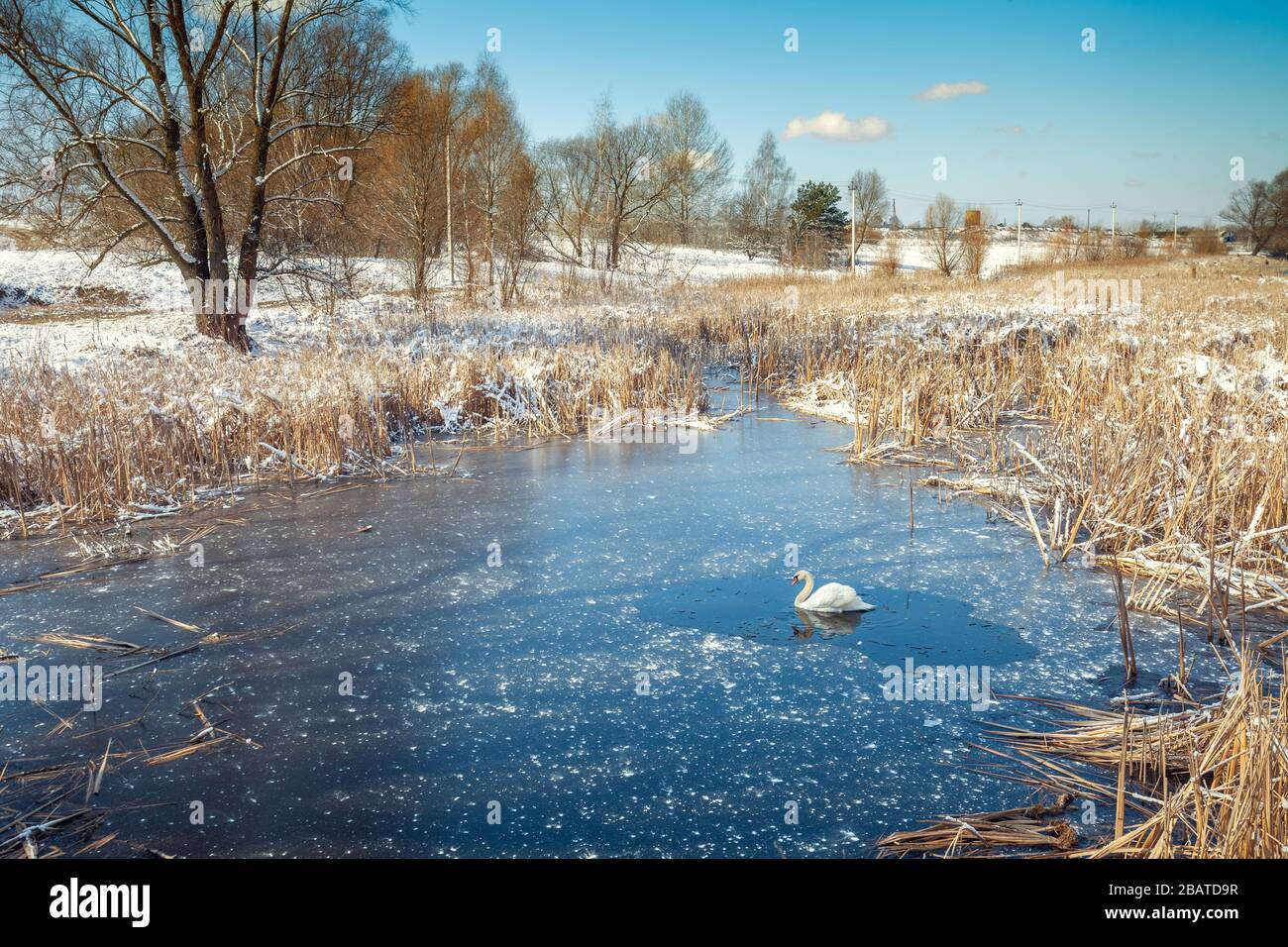 Swan swimming in a frozen lake in early spring Stock Photo
