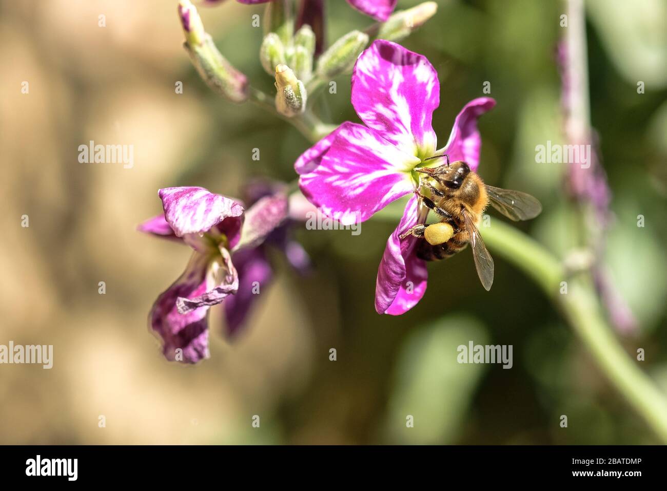 Spring Honey bee collect pollen over violet flower,pollination ecosystem Stock Photo
