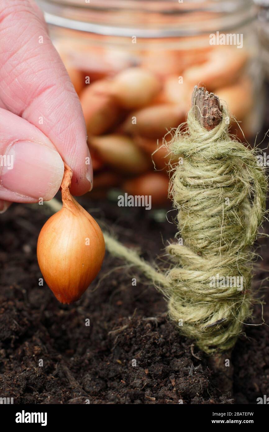 Allium cepa 'Centurion'. Planting onion sets in a spring garden Stock