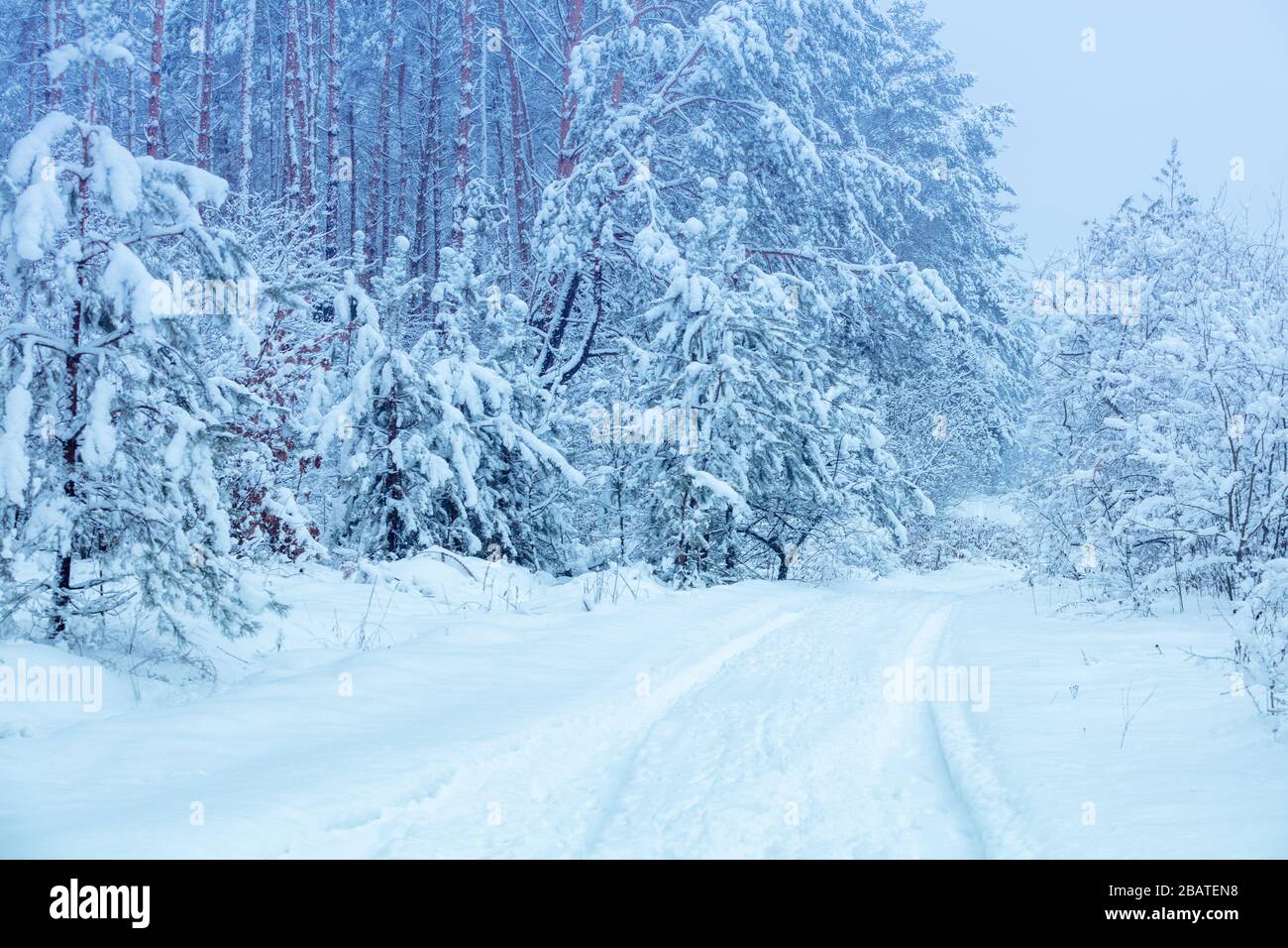 Nature winter background. Snowy forest. Trees covered with snow. Winter  nature. Christmas background Stock Photo - Alamy