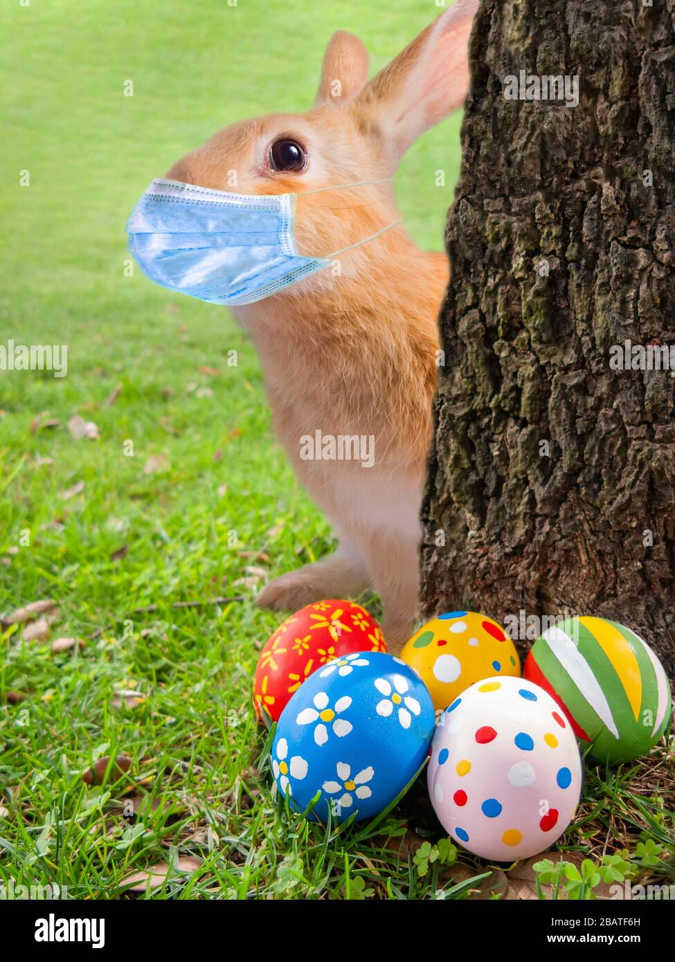 scared-easter-bunny-or-easter-rabbit-peeking-tree-coronavirus-covid-19-pandemic-surgical-face-mask-painted-easter-eggs-hidden-grass-egg-hunt-game-2BATF6H.jpg