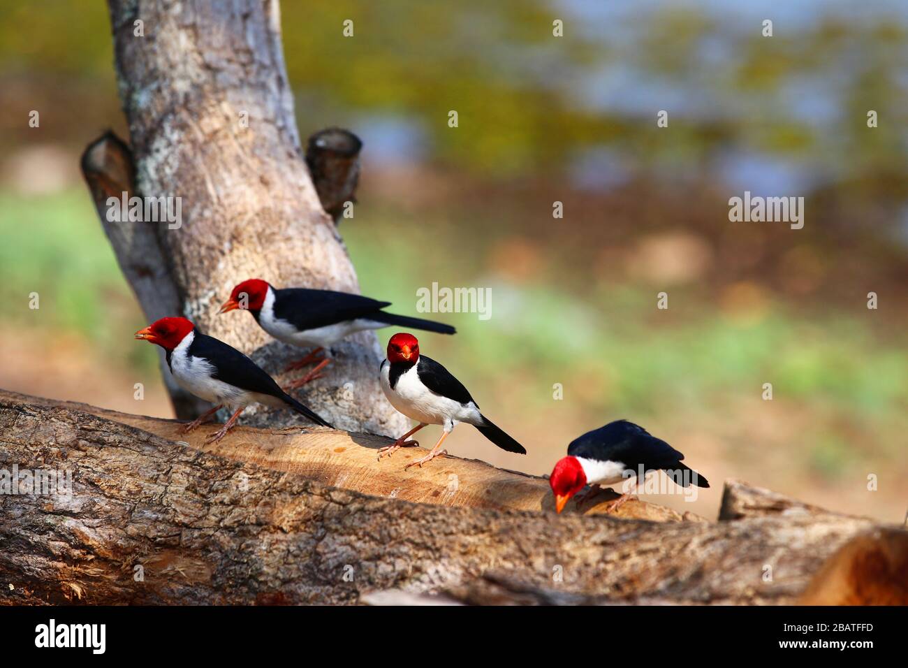 yellow-billed cardinal (Paroaria capitata) - Pantanal, Mato Grosso do Sul, Brazil Stock Photo