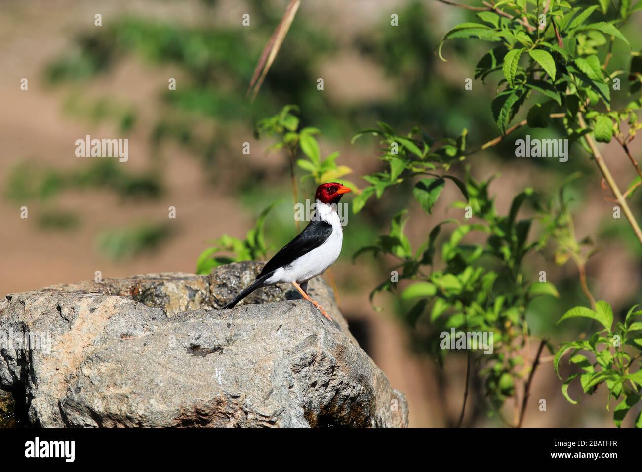 yellow-billed cardinal (Paroaria capitata) - Pantanal, Mato Grosso do Sul, Brazil Stock Photo