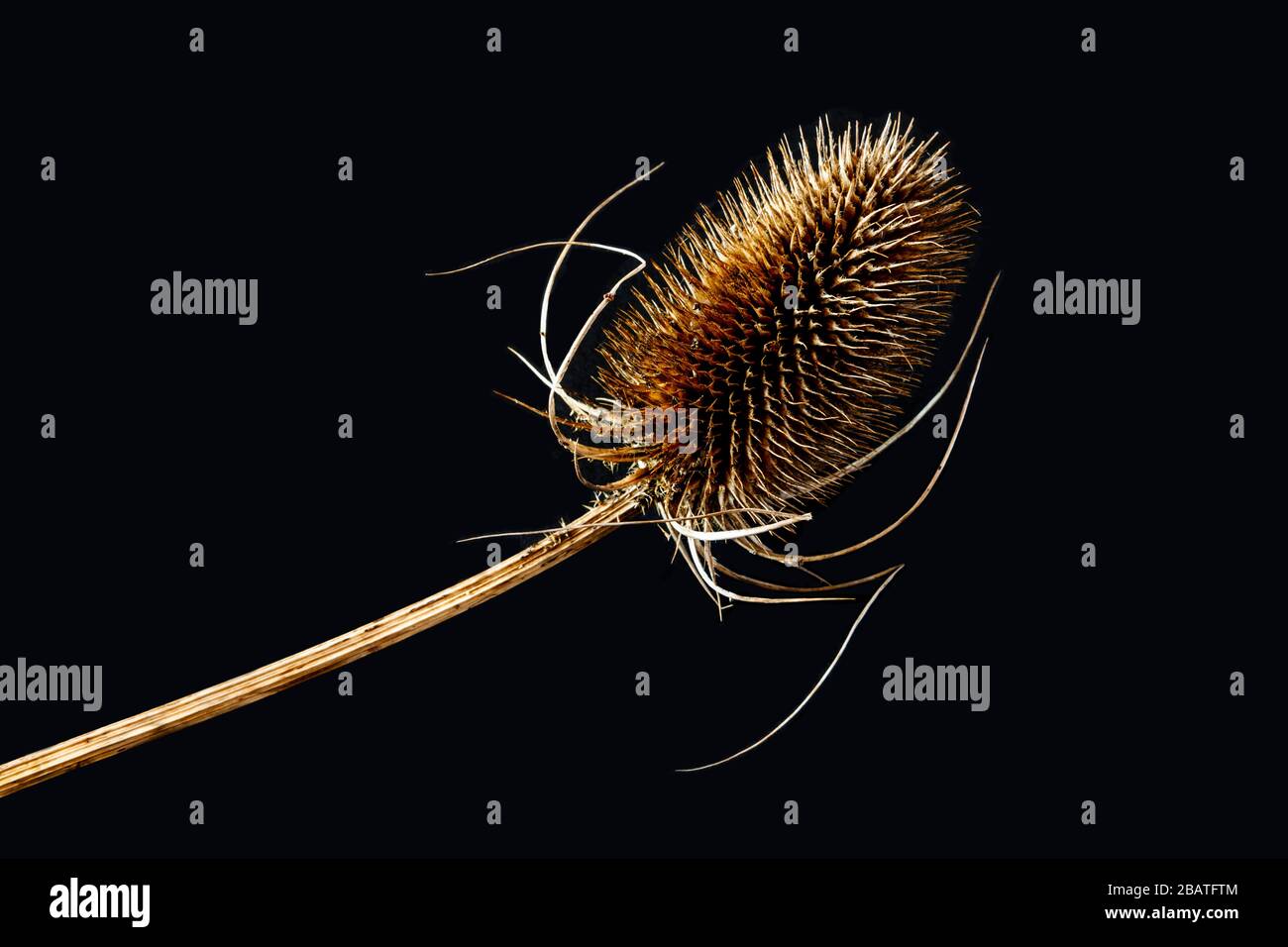 A dry teasel seed head on a black background Stock Photo