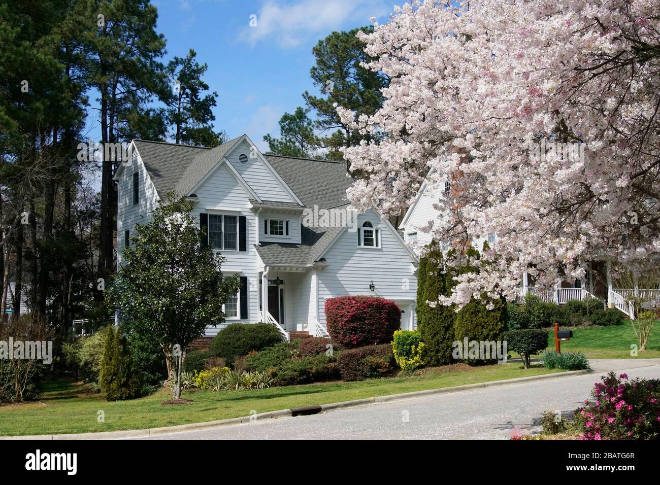 Suburban neighborhood with cherry trees in bloom Stock Photo