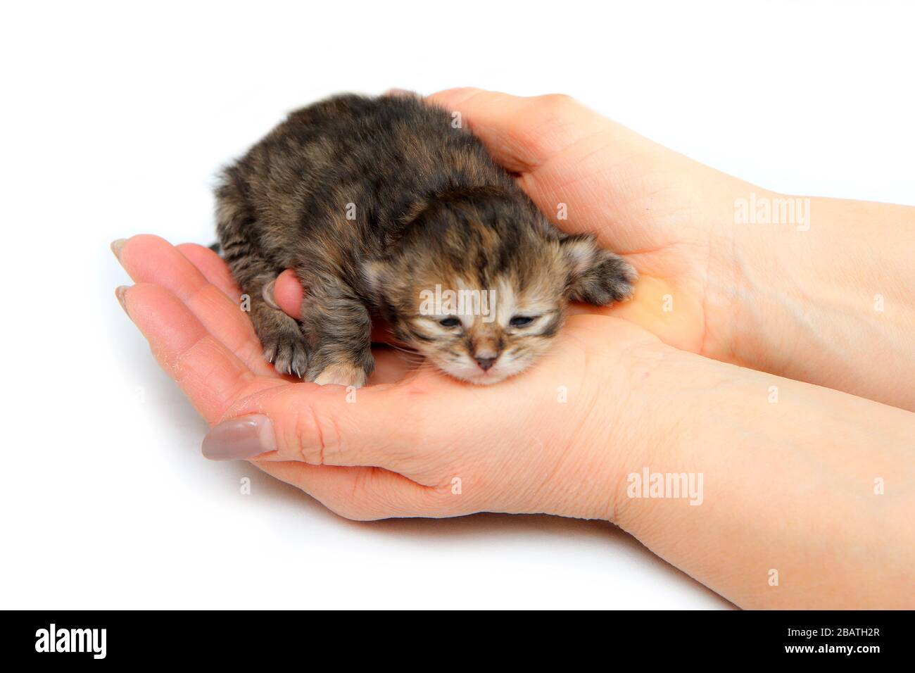 The cute small newborn kitten held in hands as a symbol of care for new life. Isolated on white background. Stock Photo