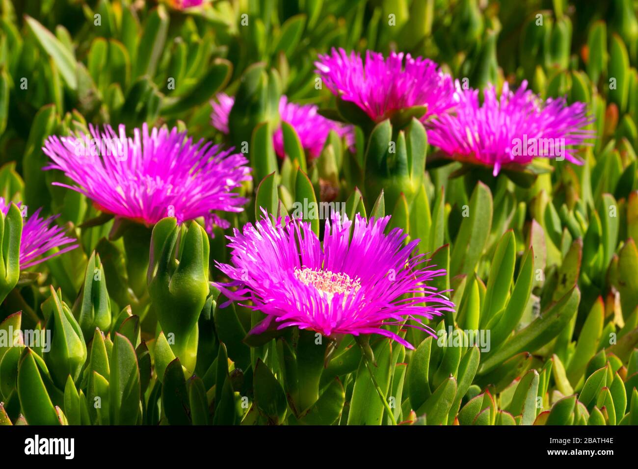 Ice plant in bloom, Sonoma Coast State Park, California Stock Photo