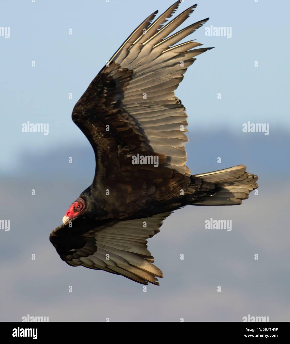 Turkey vulture (Cathartes aura), Sonoma Coast State Park, California