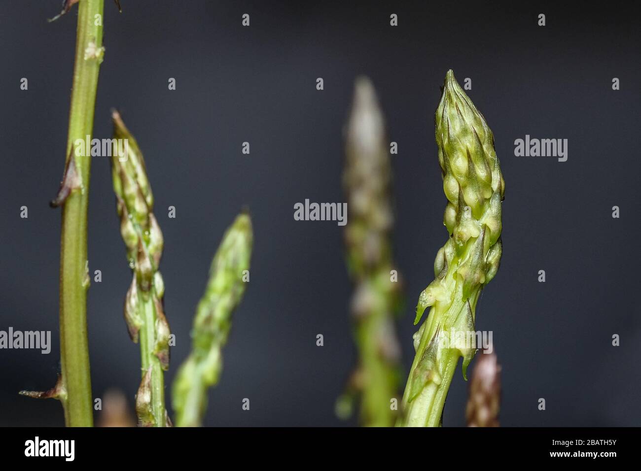 Isolated wild italian asparagus on dark blurred background,genuine healthy food Stock Photo