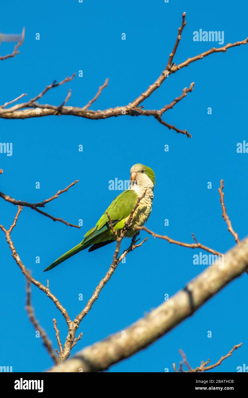 Monk Parakeet, Ibera National Park, Argentina Stock Photo