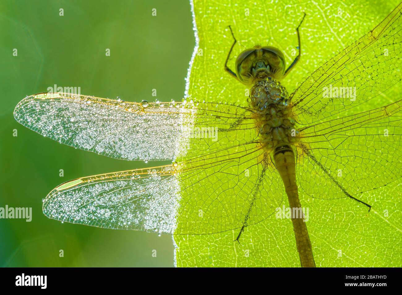 Saffron-winged Meadowhawk (Sympetrum costiferum), Northern & Central USA and Canada, by Dominique Braud/Dembinsky Photo Assoc Stock Photo