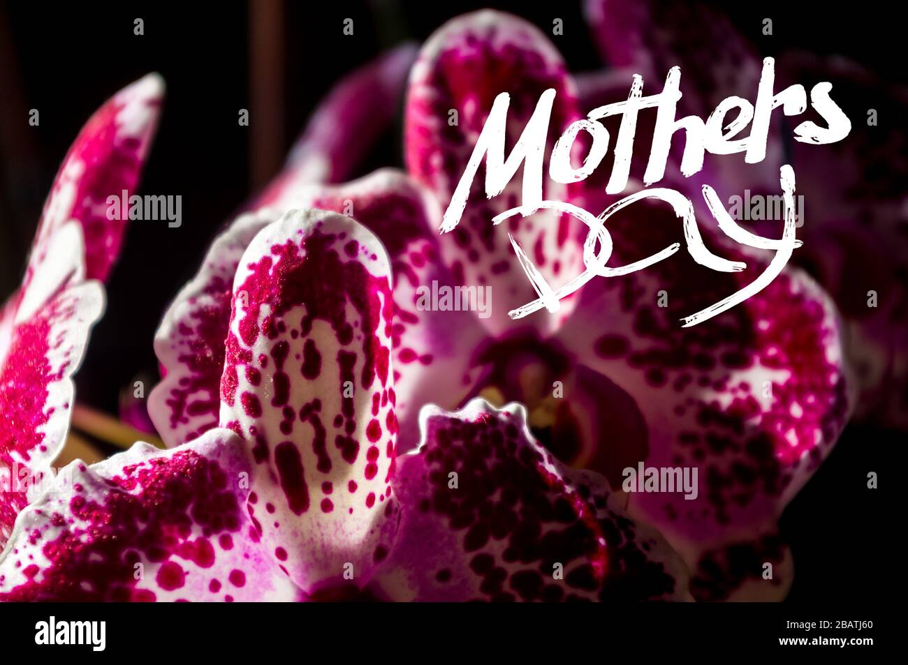 Orchids Lettering Holiday card - blooming multicolored orchids, holiday greetings ...