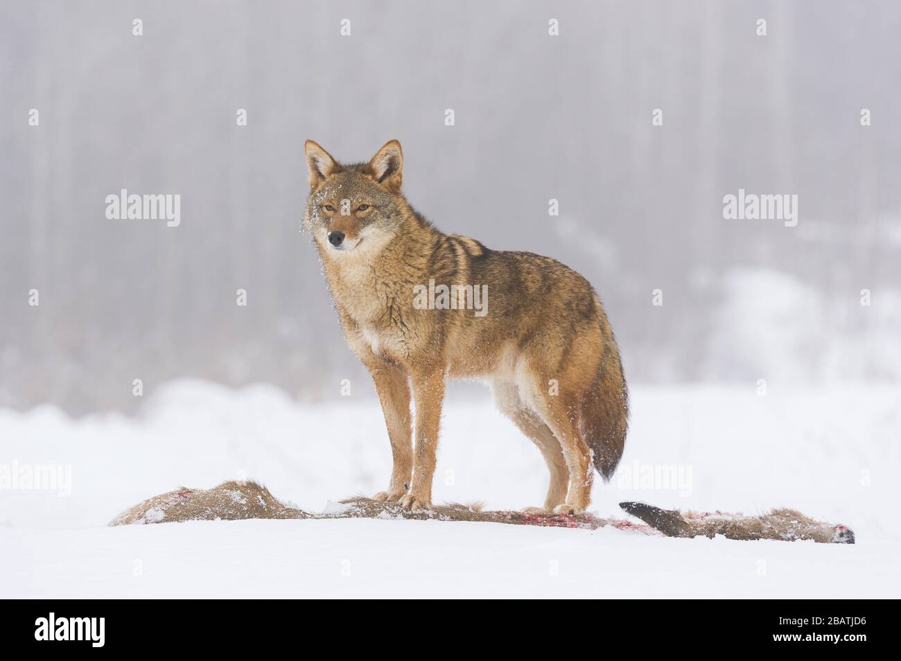 Coyote (Canis latrans) feeding on white-tailed deer carcass, MN, USA, by Dominique Braud/Dembinsky Photo Assoc Stock Photo
