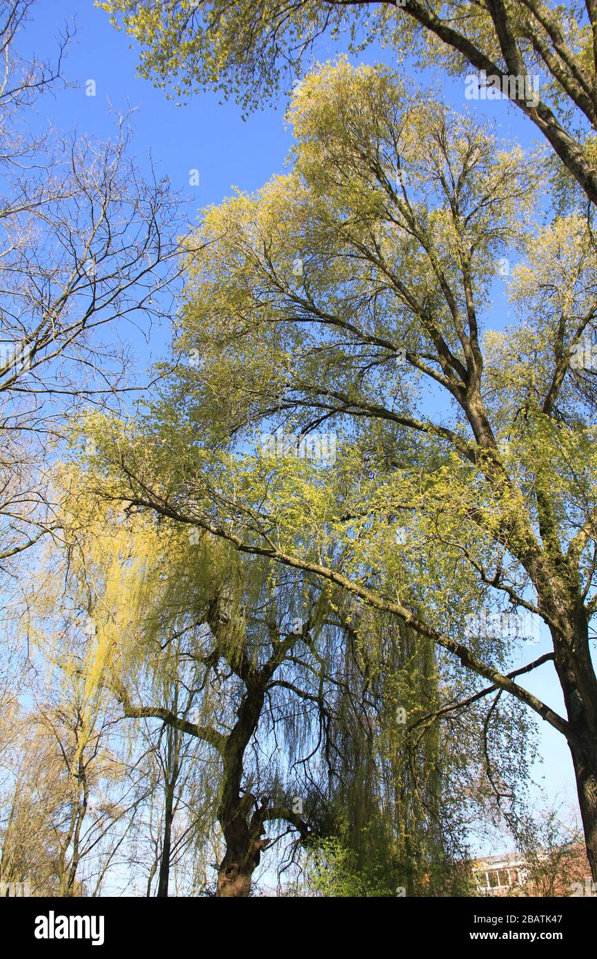 Historical flora and fauna hi-res stock photography and images - Alamy
