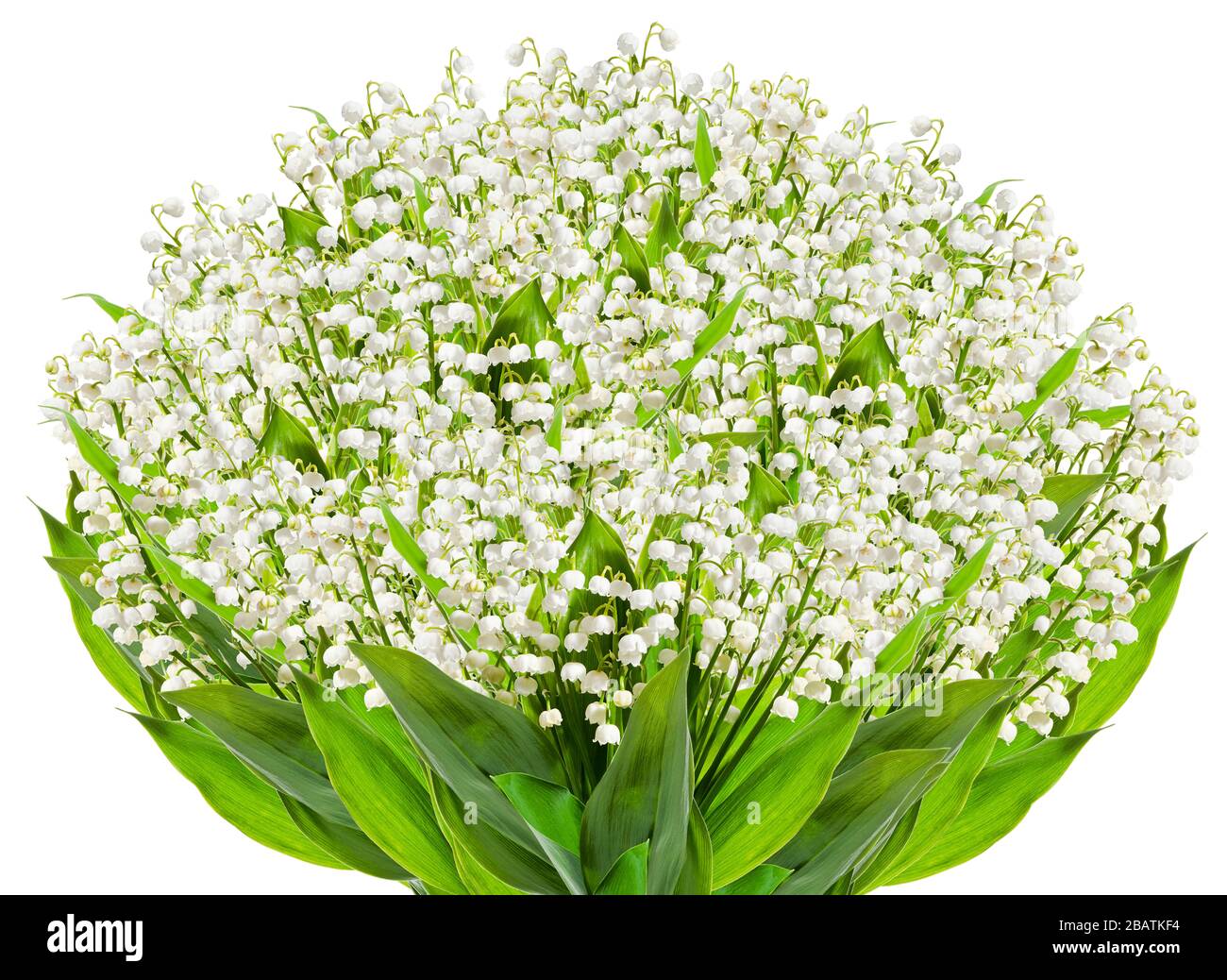 Bouquet of lily of the valley on a white background Stock Photo - Alamy