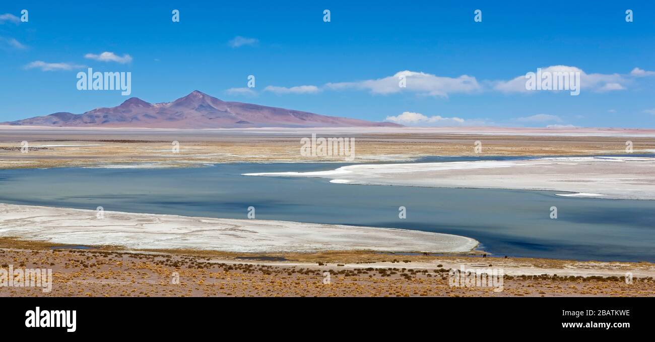 Salar (Salt Flat) de Tara at nearly 16,000 feet (4800 meters) in Andes Mountains and Altiplano of Atacama Desert, Reserva Nacional los Flamencos Stock Photo
