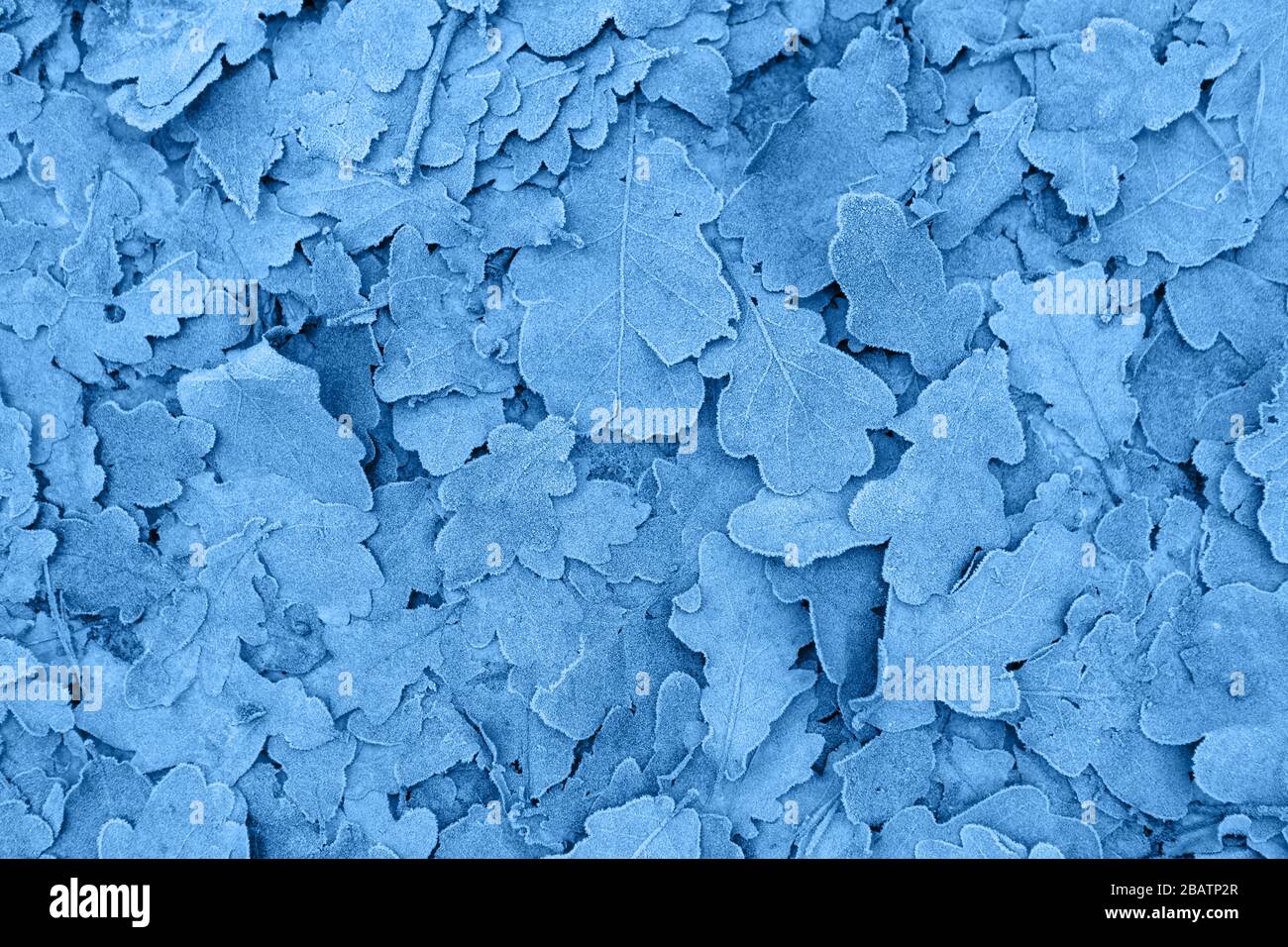 Frozen leaves background, color of the year 2020 pantone classic blue 19-4052 Stock Photo