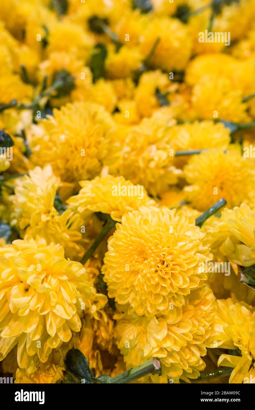 Marigold flowers for sale on the market in India Stock Photo