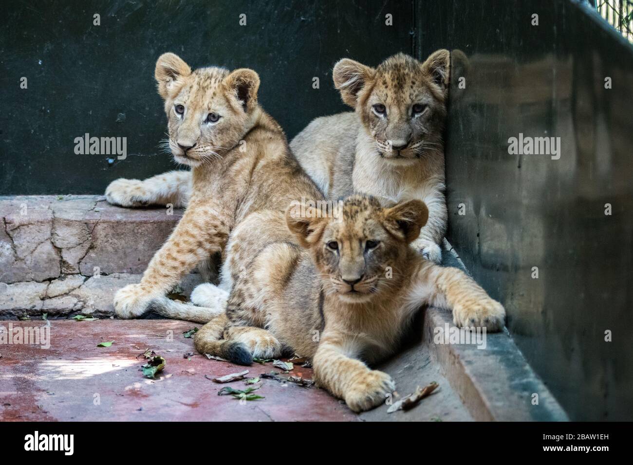 Three African lion cubs (Panthera leo) in Uganda Wildlife Education Centre, Entebbe, Uganda Stock Photo