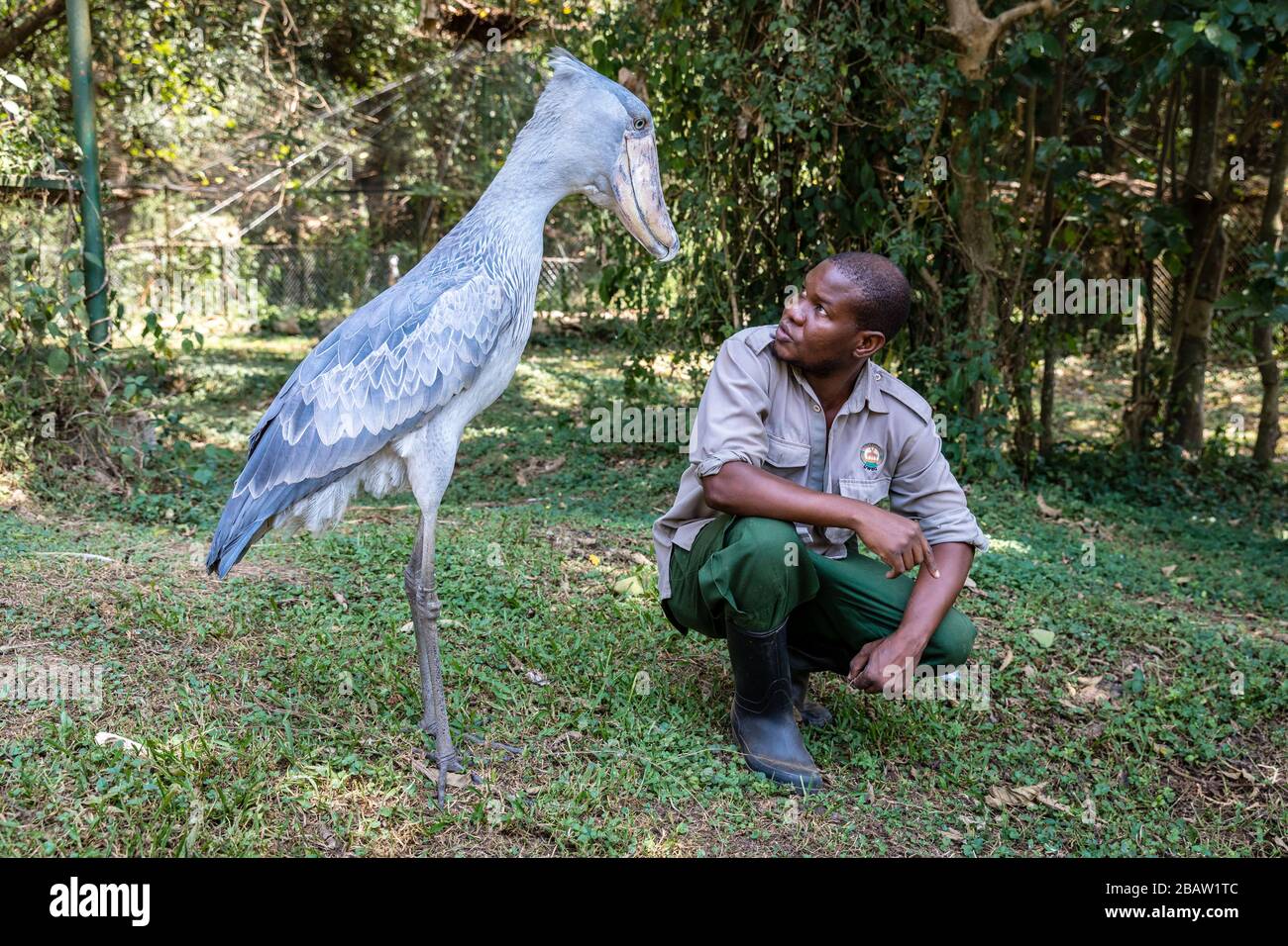 Portrait of captive shoebill (Balaeniceps rex) stork with keeper, Entebbe, Uganda Stock Photo