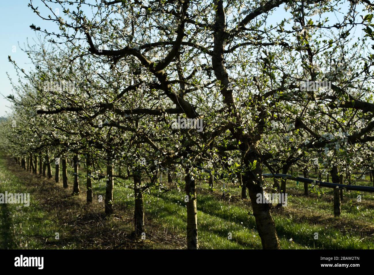Spring blossom on prune / plum trees of the Prune D'Agen growing area in the Lot-et-Garonne, France. Stock Photo