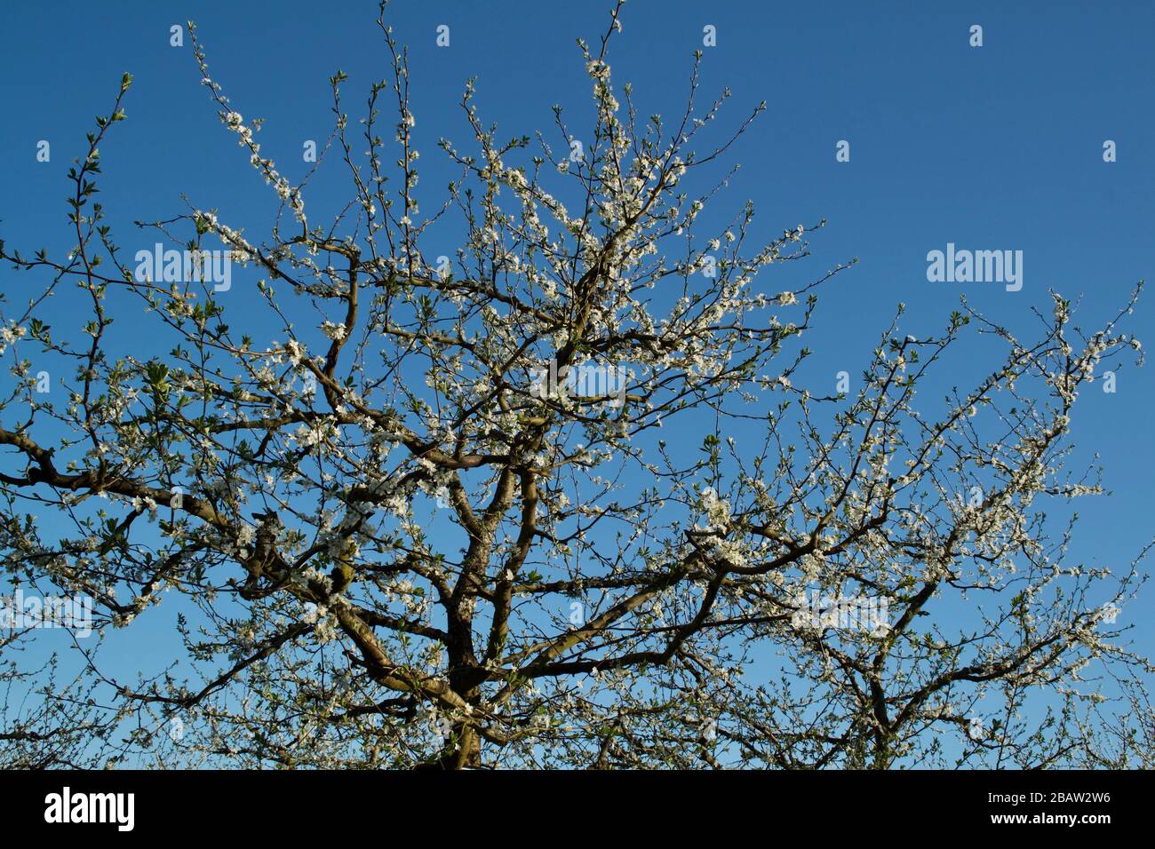 Spring blossom on prune / plum trees of the Prune D'Agen growing area in the Lot-et-Garonne, France. Stock Photo