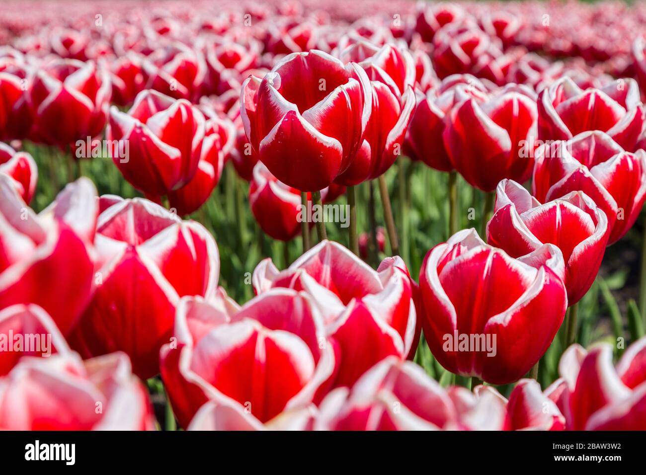 Multicolored tulips surrounded by green meadows. Berkmeer, Koggenland, The Netherlands, North Holland, Europe. Stock Photo