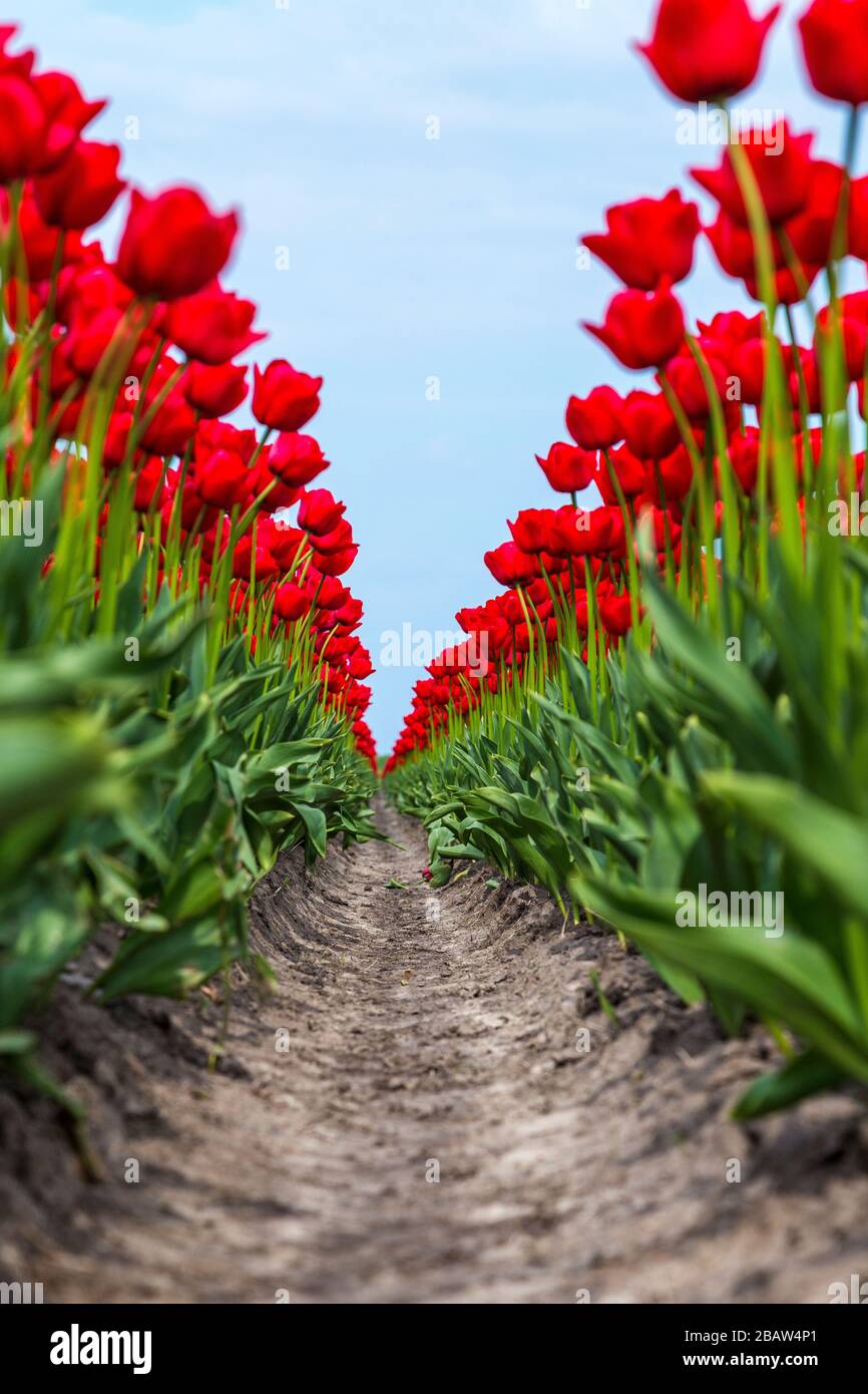 Multicolored tulip fields near a village in spring. Berkmeer, Koggenland, North Holland, Netherlands, Europe. Stock Photo