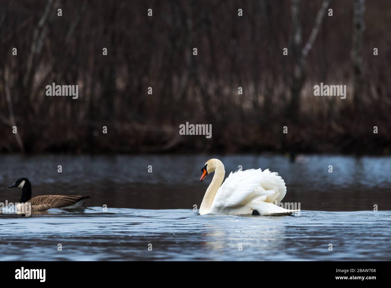 Aggressive Mute Swan following and attacking a Canada Goose at Horns Pond, Woburn, MA Stock