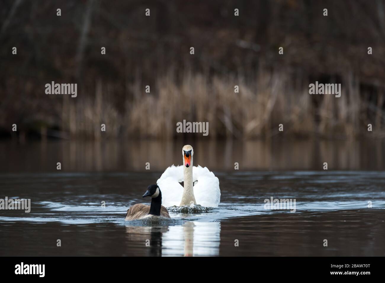 Aggressive Mute Swan following and attacking a Canada Goose at Horns Pond, Woburn, MA Stock