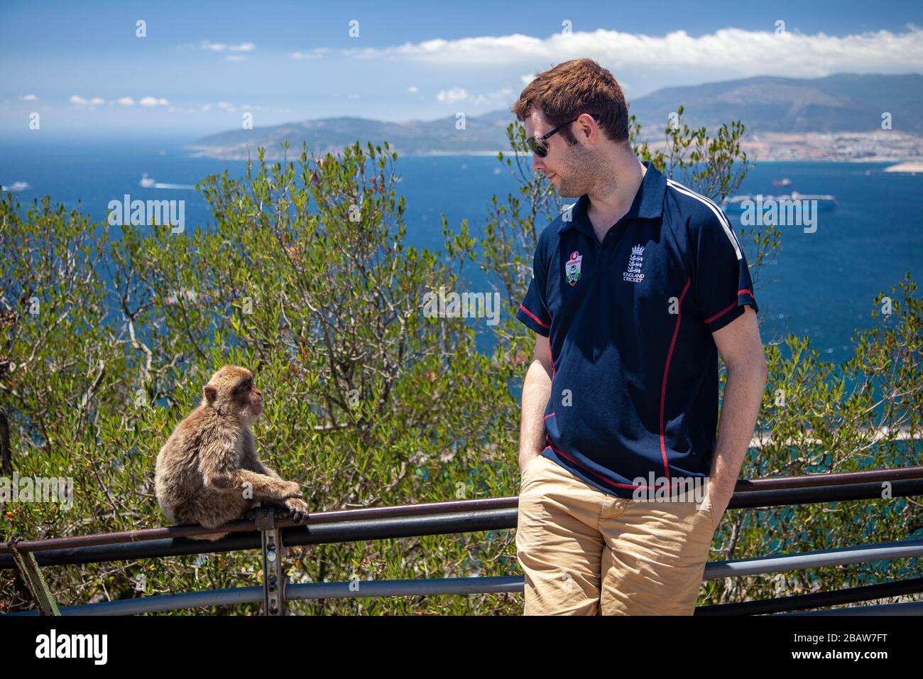 A man looks at a barbary ape (Macaca sylvanus) at the Top of the Rock, Gibraltar Stock Photo