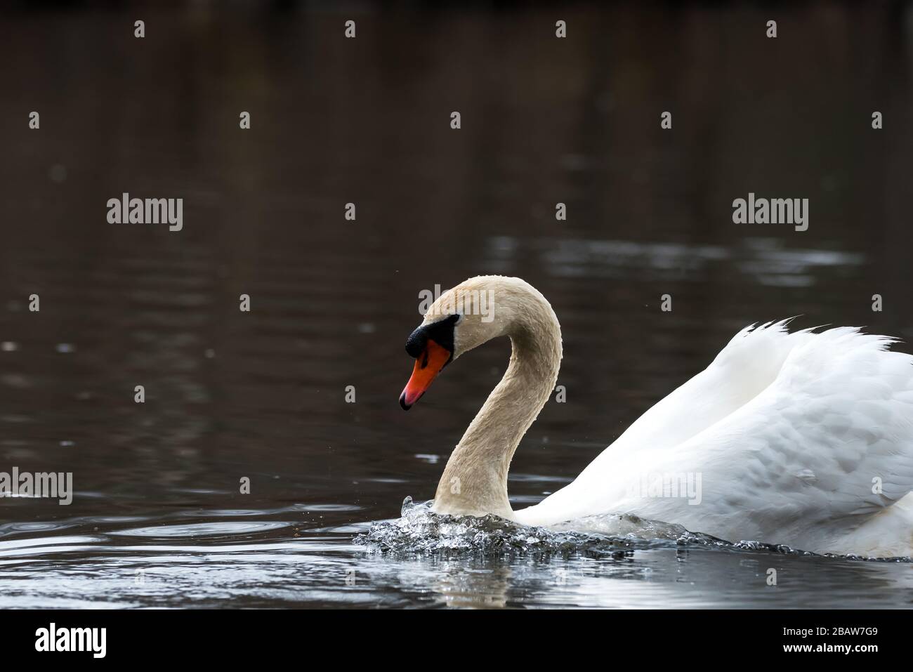 Mute swan chasing canada goose hires stock photography and images Alamy