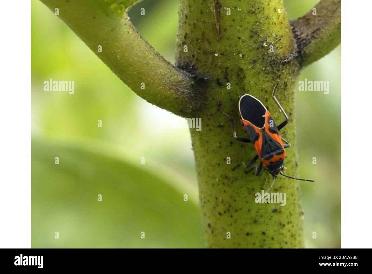 Box elder bug hires stock photography and images Alamy
