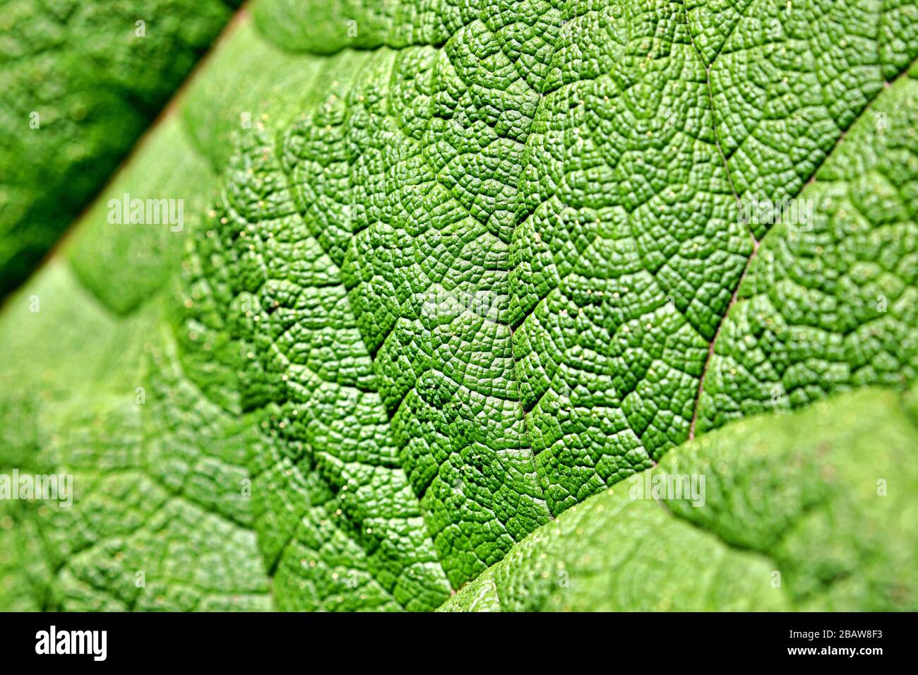 green tropical leaves Stock Photo